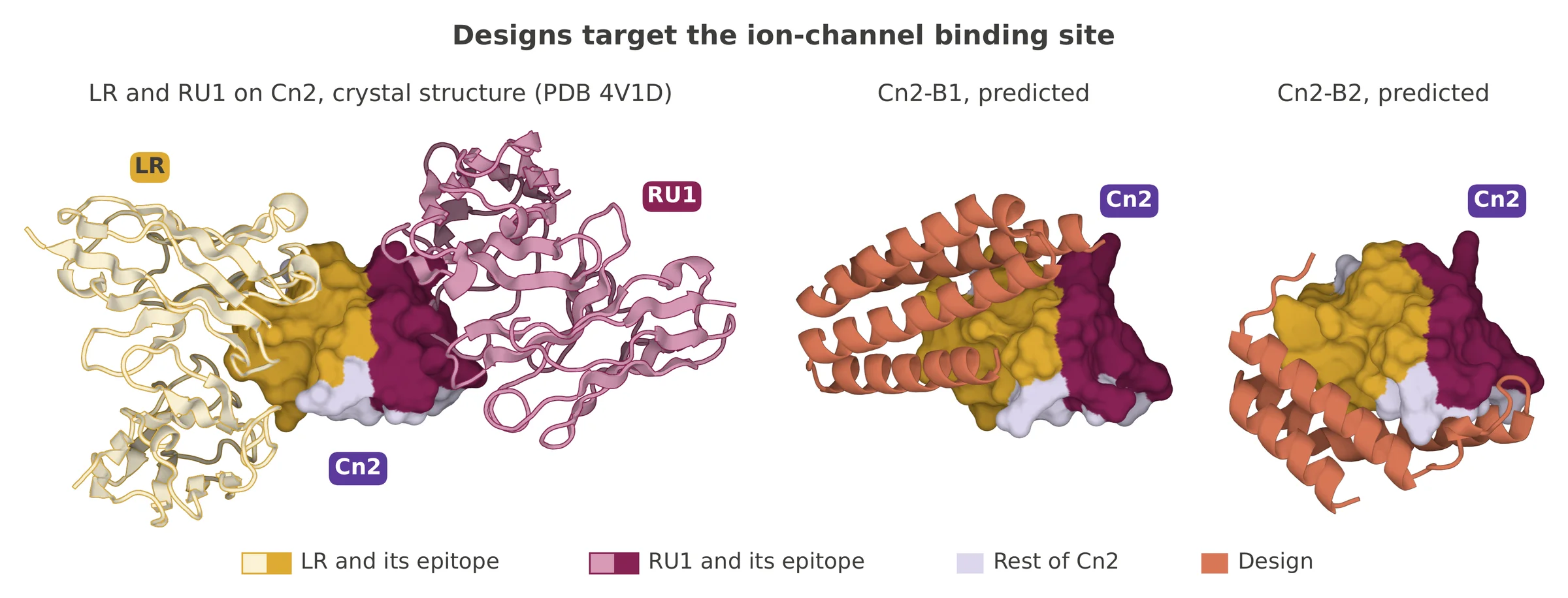 Predicted structures show Cn2-B1 and Cn2-B2 sitting on the same region of Cn2 as the antibody LR, which covers the ion-channel binding site